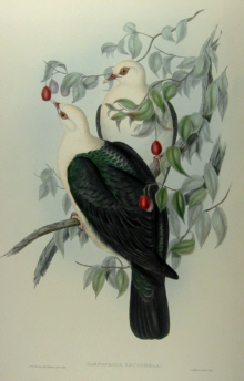 John Gould's Birds of Australia